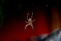 Araneus diadematus