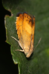 Pammene aurita