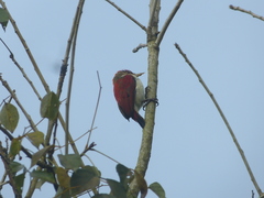 Dryobates callonotus