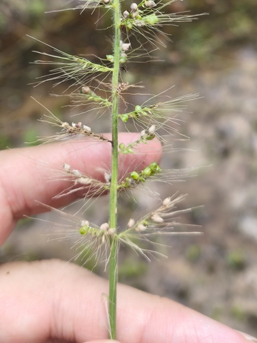 Setaria setosa observed 2025-03-22