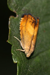 Pammene aurita