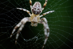 Araneus diadematus