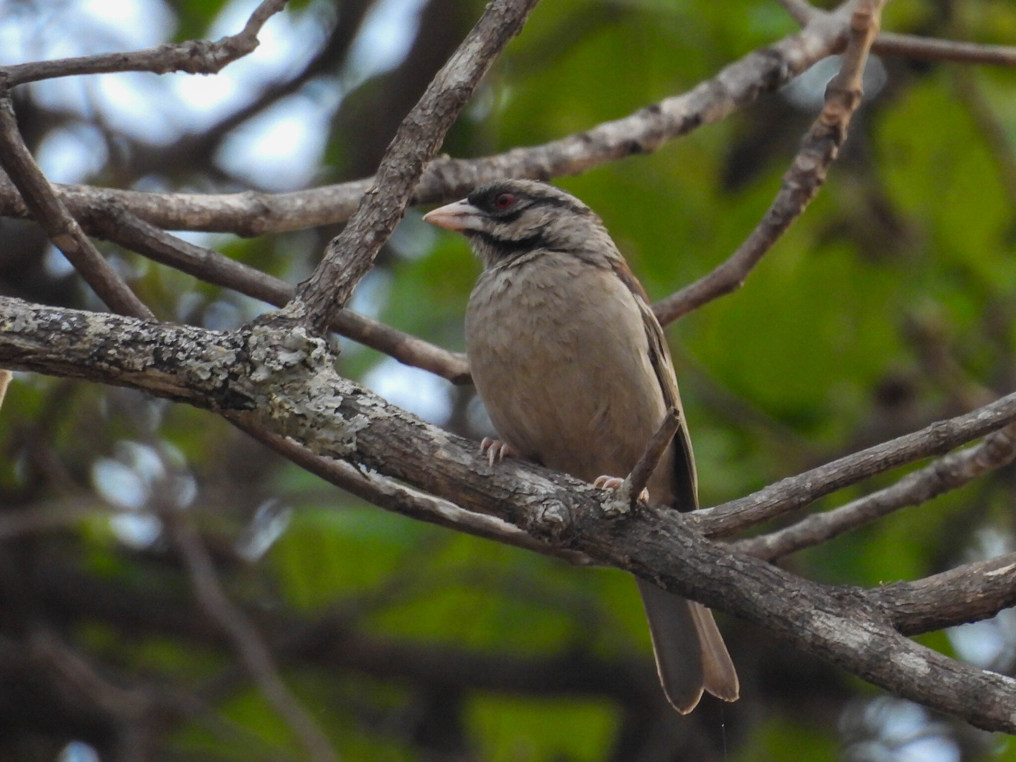 Chestnut-backed Sparrow-Weaver (Plocepasser rufoscapulatus), photo 6
