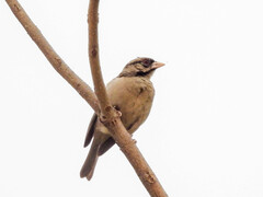 Chestnut-Backed Sparrow-Weaver photo 4