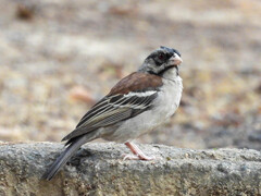 Chestnut-Backed Sparrow-Weaver photo 1