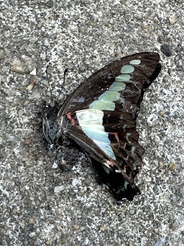 Common Bluebottle photo 6