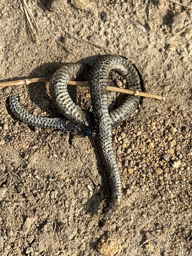 Mountain Slug Snake, Pareas margaritophorus