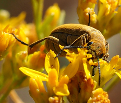 Epicauta ferruginea