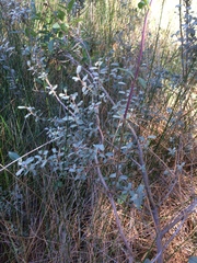 Salix repens argentea