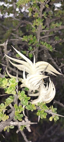 Gillies' airplant (Tillandsia gilliesii)