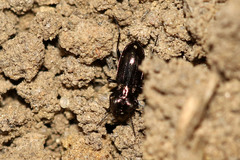 Notiophilus aquaticus