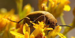 Epicauta ferruginea