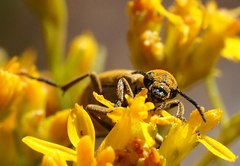 Epicauta ferruginea