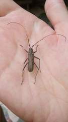 Eburia