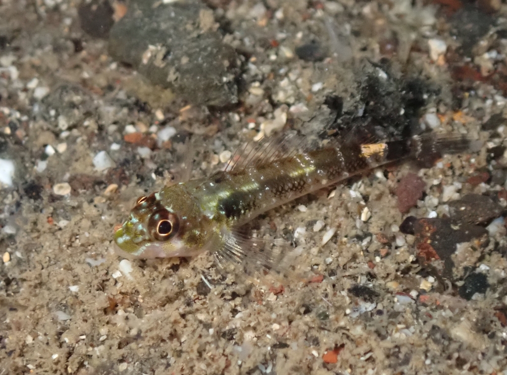 Manyband triplefin (Axoclinus multicinctus) — Tripterygiidae