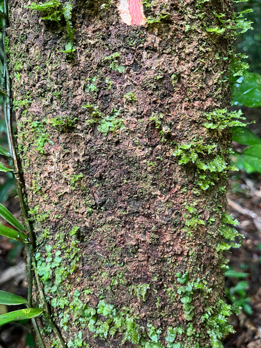 Foto de Cupuí