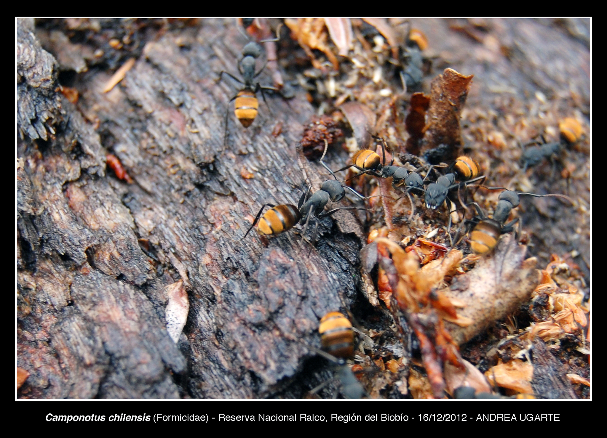 Camponotus spinolae
