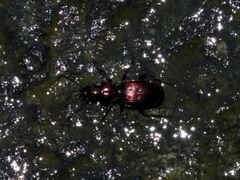 Pterostichus rutilans