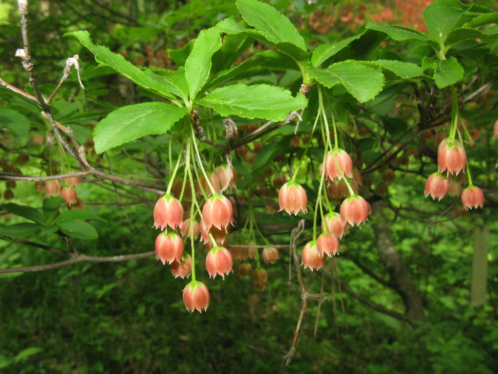 drooping red enkianthus