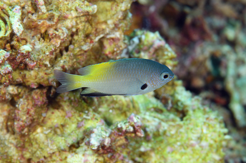 Goldback damsel (Pomacentrus nigromanus) — Pomacentridae — 4