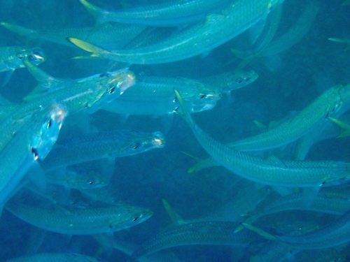 Bali sardinella (Sardinella lemuru) — Clupeidae — 5