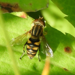 Parhelophilus integer