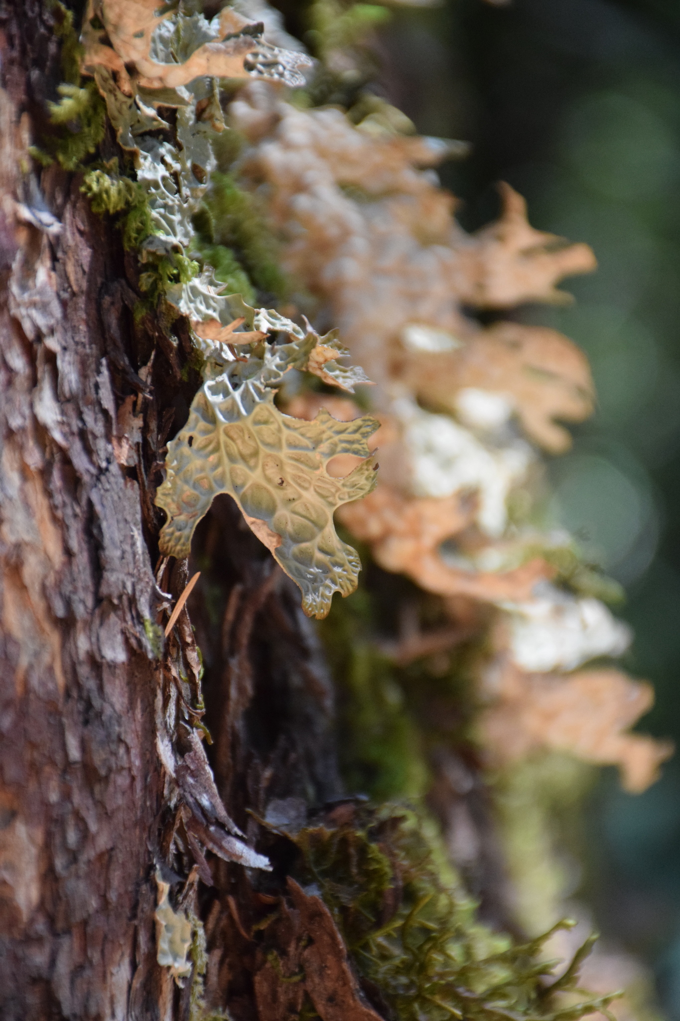 Lobaria pulmonaria image