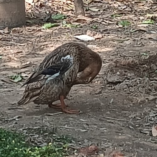 Domestic Mallard