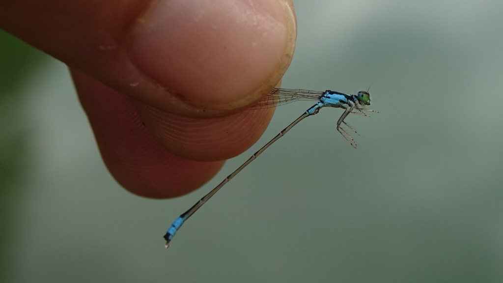 Ischnura cyane