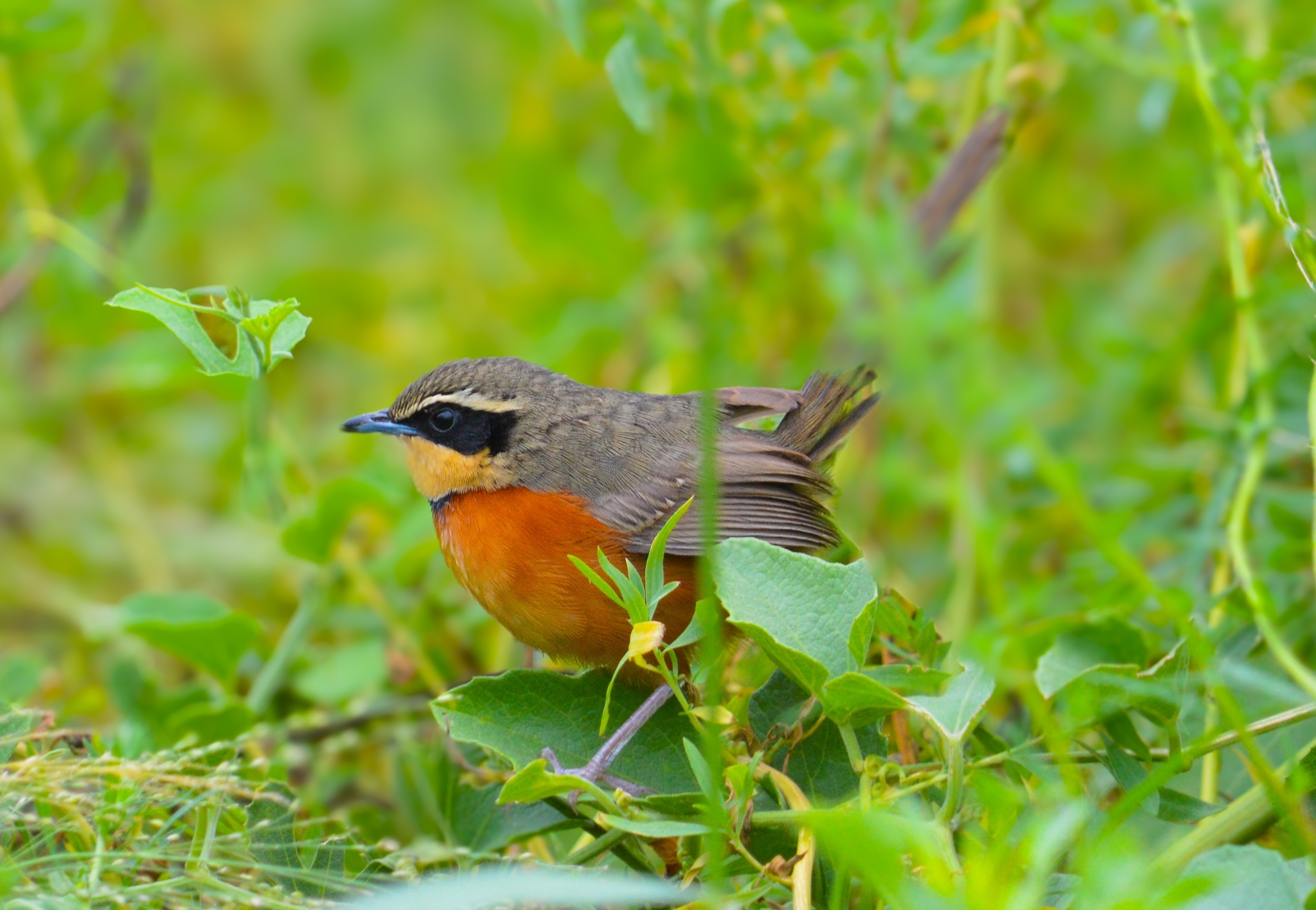 Olive-crowned Crescentchest (Melanopareia maximiliani), photo 3