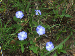 Evolvulus arizonicus