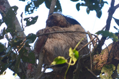 Bradypus crinitus