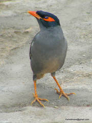 Bank Myna photo 4