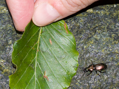 Pterostichus rutilans