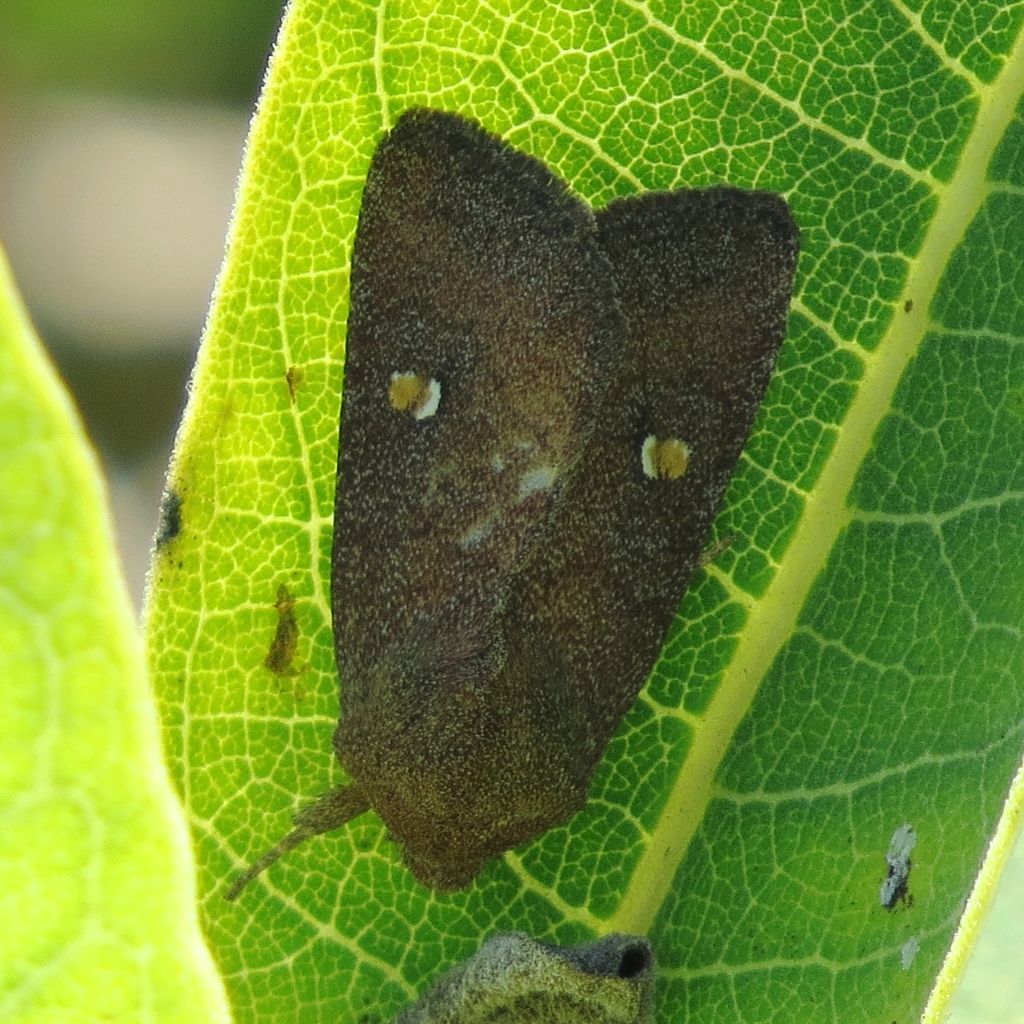 noted sunflower moth