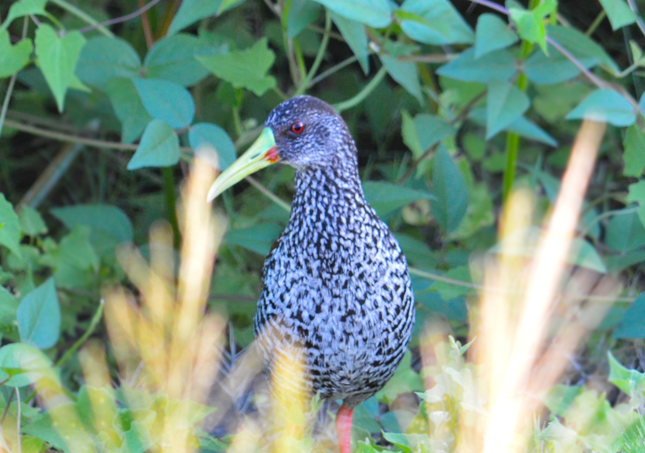 Spotted Rail (Pardirallus maculatus), photo 2