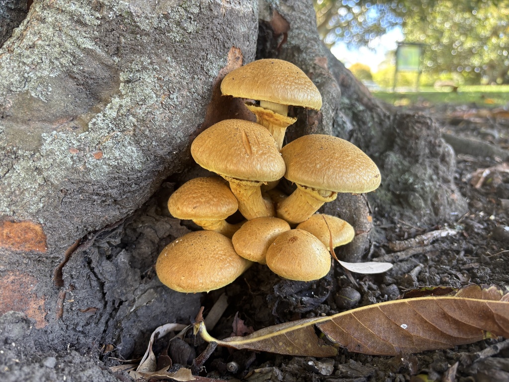 Gymnopilus junonius · March 2025 · photo: © conehead_nz (iNaturalist, cc-by)