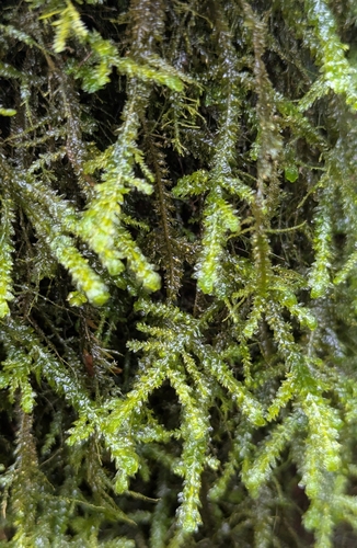 Image of Neckera menziesii by no rights reserved