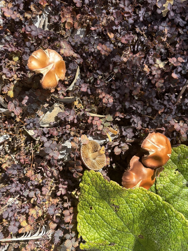 Leratiomyces ceres · March 2025 · photo: © conehead_nz (iNaturalist, cc-by)
