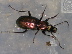 Pterostichus rutilans