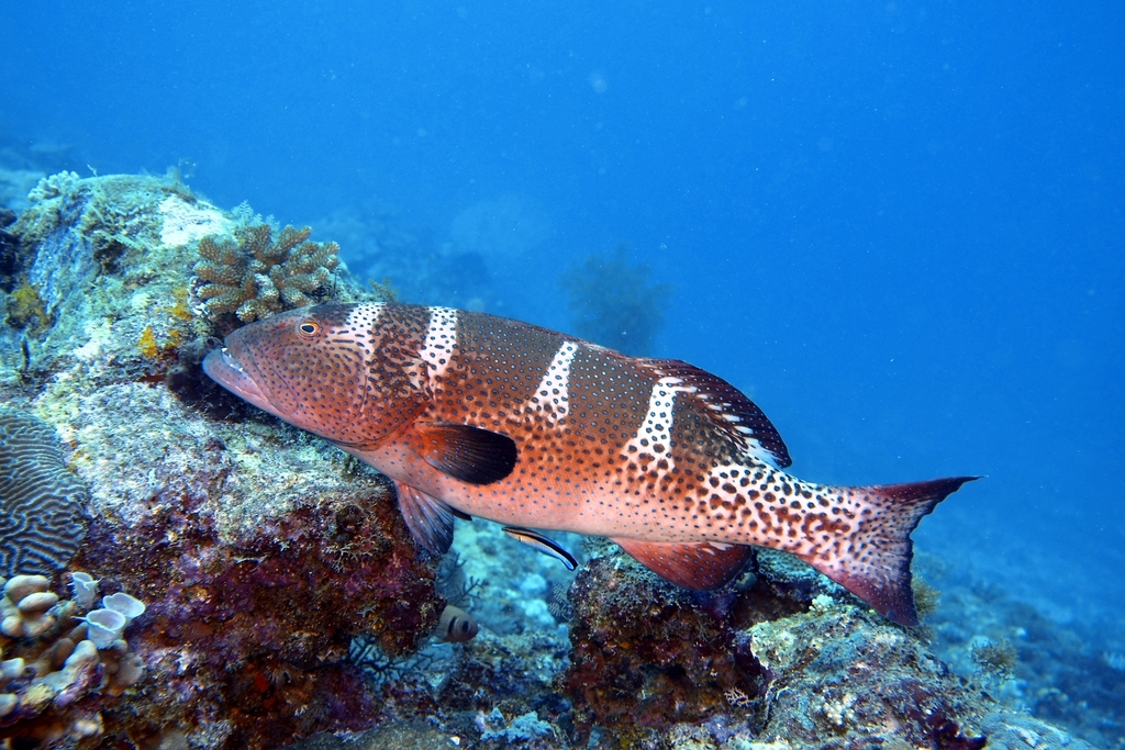 Blacksaddle Coralgrouper