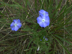 Evolvulus arizonicus