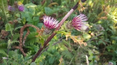 Cirsium edule
