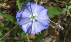 Evolvulus arizonicus