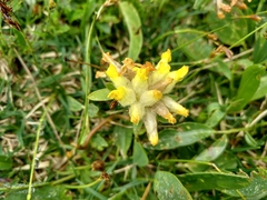 Anthyllis vulneraria