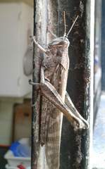 Schistocerca interrita