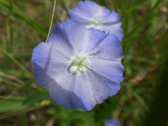 Evolvulus arizonicus