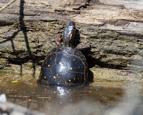 Spotted Turtle