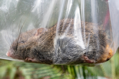 Australian Bush Rat