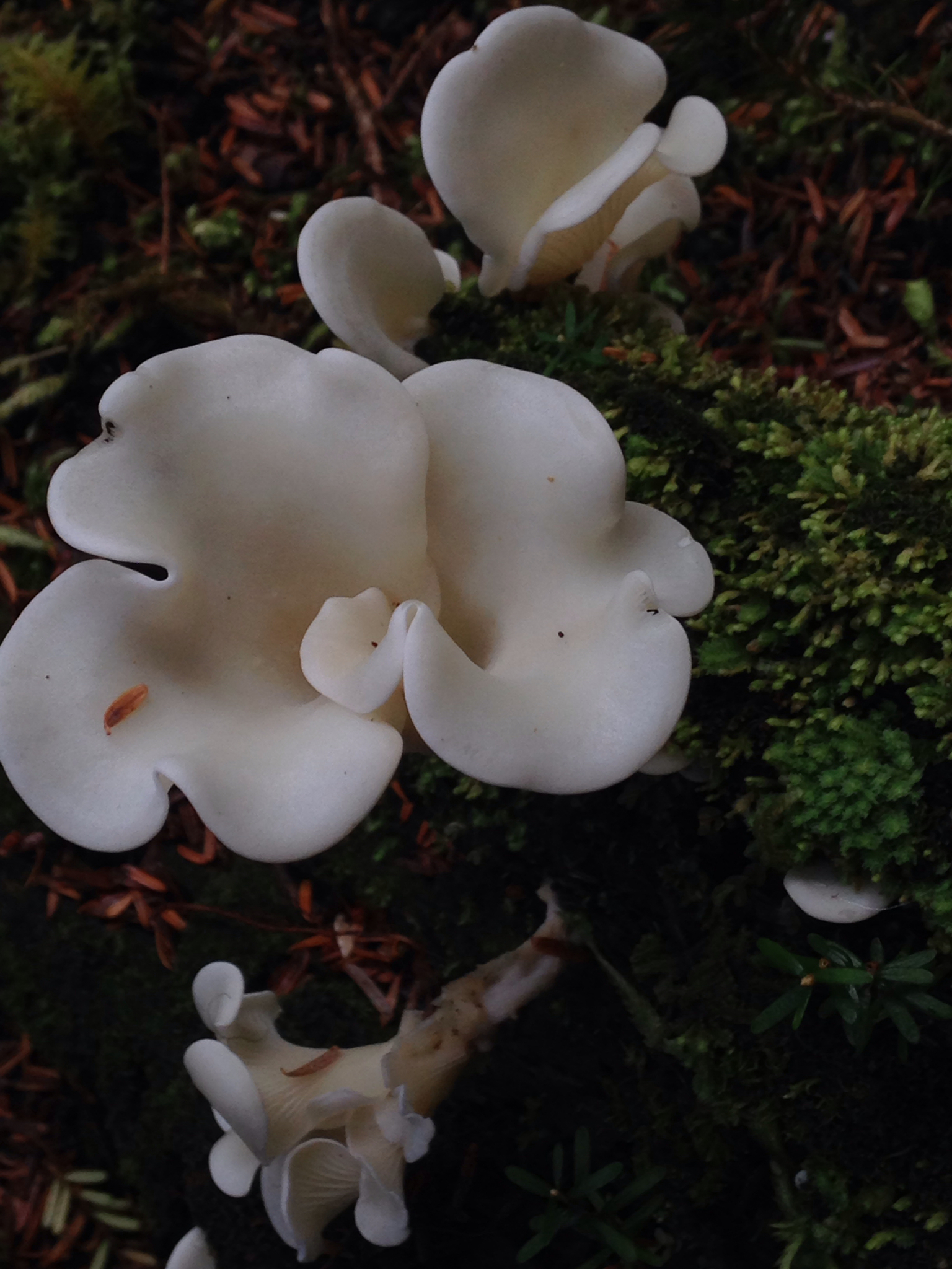 Pleurocybella porrigens image